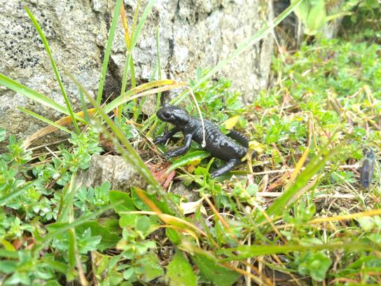 Salamandre alpestre
