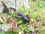 Salamandre alpestre