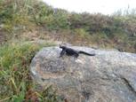 Salamandre alpestre