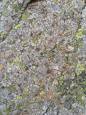 Concurrence de lichens