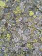 Concurrence de lichens