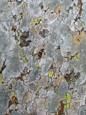 Concurrence de lichens