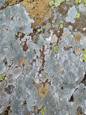 Concurrence de lichens