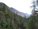 La forêt se fait plus présente