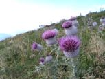 Les chardons sont en fleur