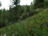 les forêts clairsemmées sont fleuries par les aconits