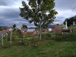 Bobovica