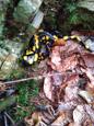 Salamandre commune