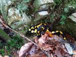 Salamandre commune