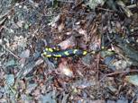 Salamandre commune