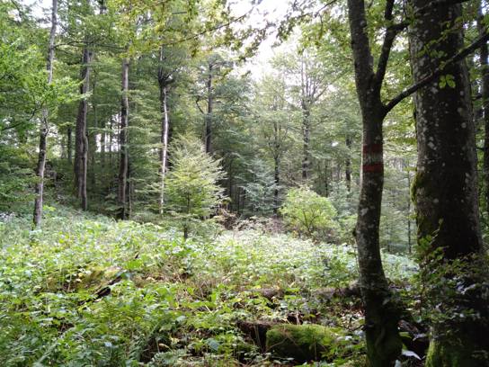 Le sentier, c'est tout droit