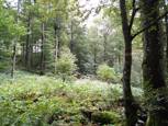 Le sentier, c'est tout droit