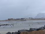 Gullrosøya (øya = île)